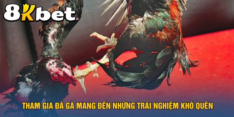 tham-gia-da-ga-mang-den-nhung-trai-nghiem-kho-quen